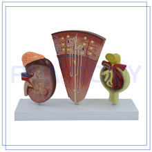 PNT-0564-1 Promotional Nephron and Renal Corpuscle model Customized